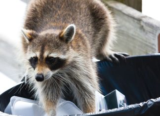 Can You Eat Raccoon in an Emergency?