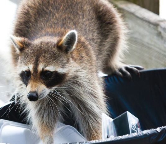 Can You Eat Raccoon in an Emergency?