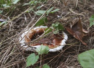 Reishi Mushroom Identification and Foraging Guide