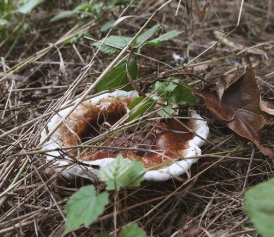 Reishi Mushroom Identification and Foraging Guide