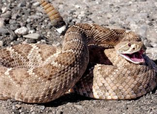 Should You Use a Tourniquet for a Snakebite?