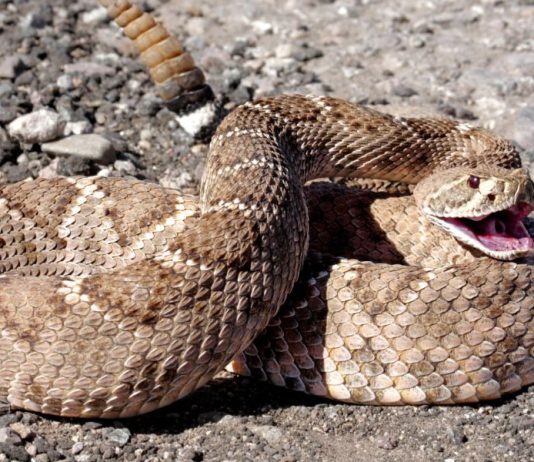 Should You Use a Tourniquet for a Snakebite?