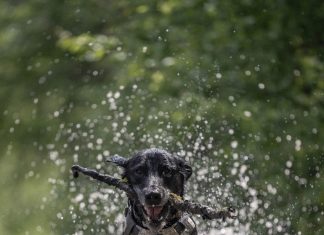 5.11 Tactical Introduces Mission Ready Dog and AROS K9 Collections