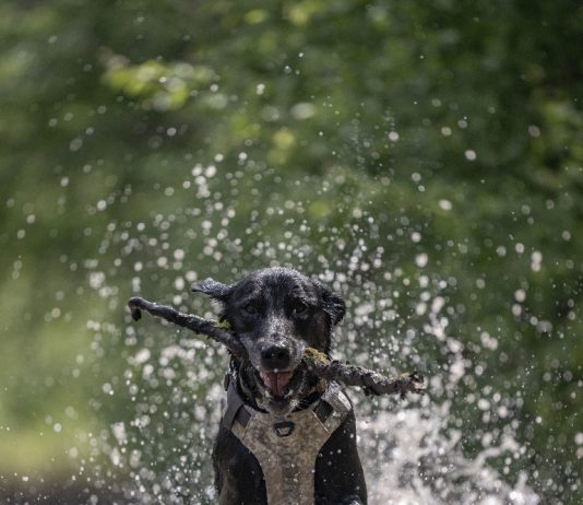 5.11 Tactical Introduces Mission Ready Dog and AROS K9 Collections