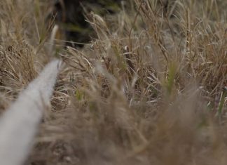 How to Make Rope, Cordage and Twine from Plants in the Wild