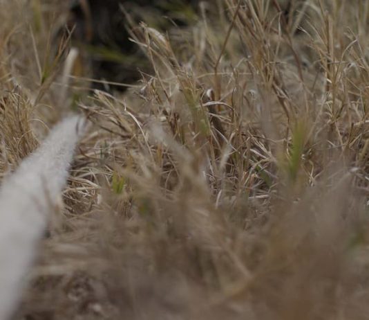 How to Make Rope, Cordage and Twine from Plants in the Wild