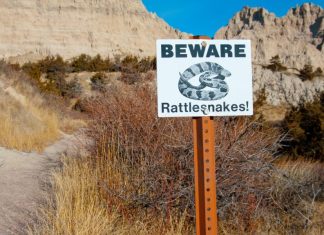 Snakebite Kits: Fact or Fiction?