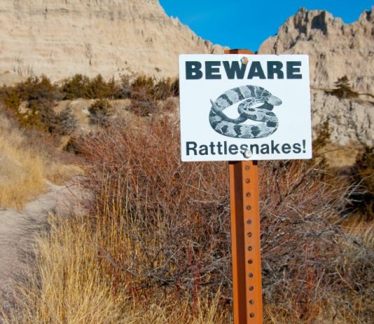 Snakebite Kits: Fact or Fiction?