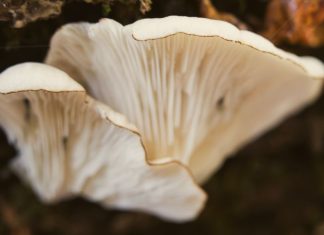 Oyster Mushroom Identification and Common Look-Alikes