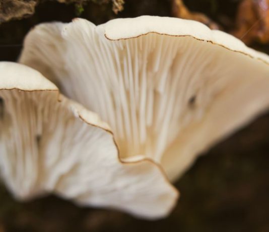 Oyster Mushroom Identification and Common Look-Alikes