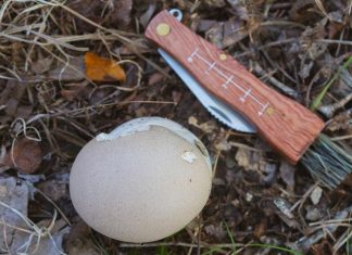 Puffball Mushroom Identification and Foraging Guide