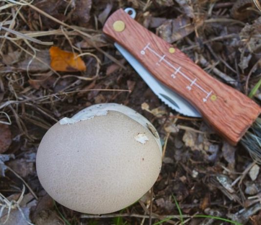 Puffball Mushroom Identification and Foraging Guide