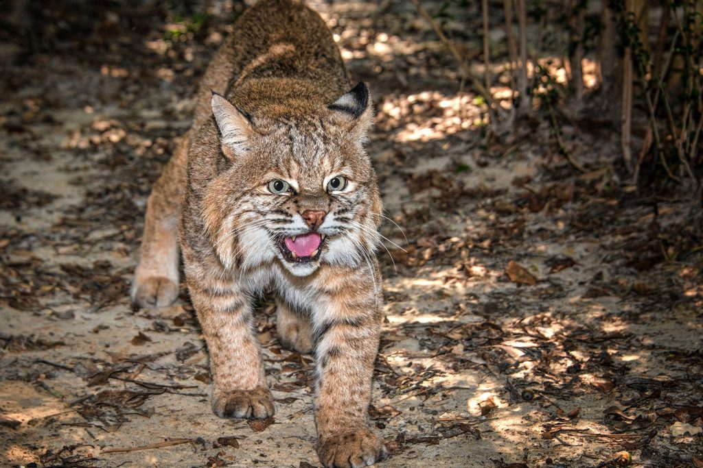 Aggressive Bobcat Attacks Two Kids and Two Dogs in