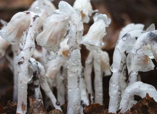 How to Make and Use Ghost Pipe Tincture: Prepared for Pain