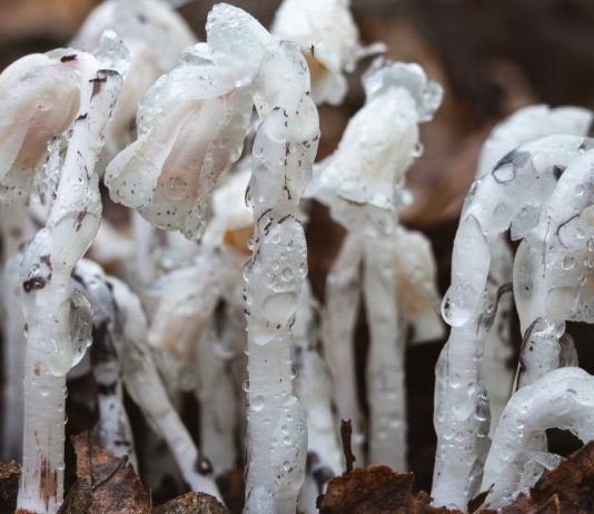 How to Make and Use Ghost Pipe Tincture: Prepared for Pain