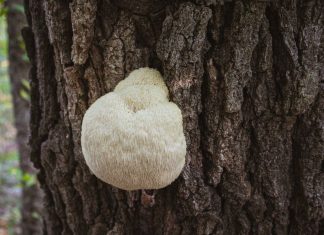 Lion’s Mane Mushroom Identification and Common Look-Alikes