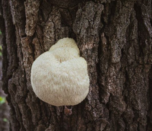 Lion’s Mane Mushroom Identification and Common Look-Alikes