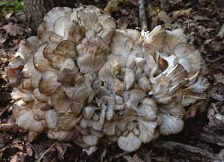 How to Identify Hen of the Woods