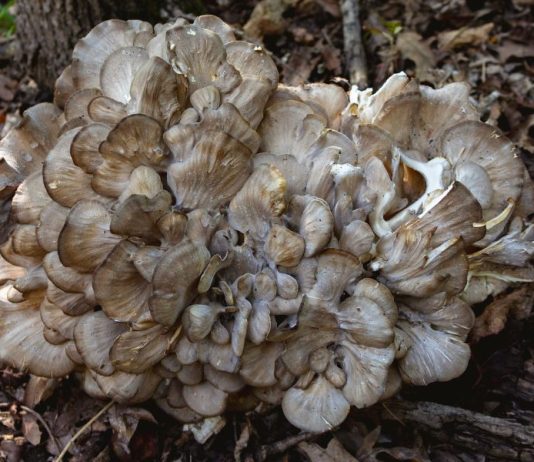 How to Identify Hen of the Woods