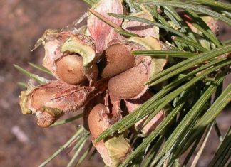 How to Harvest Your Own Pine Nuts in the Wild