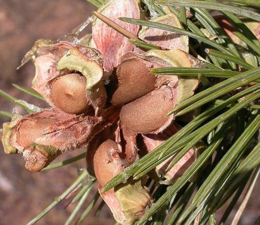 How to Harvest Your Own Pine Nuts in the Wild