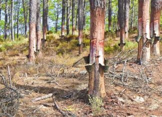 6 Almost-Forgotten Uses for Pine Tree Sap