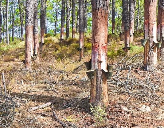 6 Almost-Forgotten Uses for Pine Tree Sap