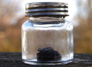 How to Make Wild Lettuce Extract for Practical Pain Relief