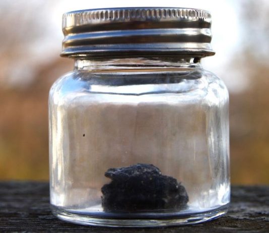 How to Make Wild Lettuce Extract for Practical Pain Relief