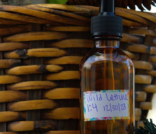 How to Make Wild Lettuce Tincture