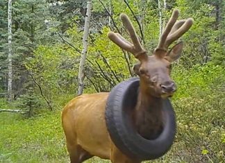 Elk Freed From Tire Stuck Around Its Neck for Years