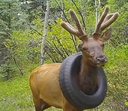 Elk Freed From Tire Stuck Around Its Neck for Years