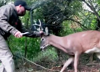 Brave Rescue of Stuck Buck
