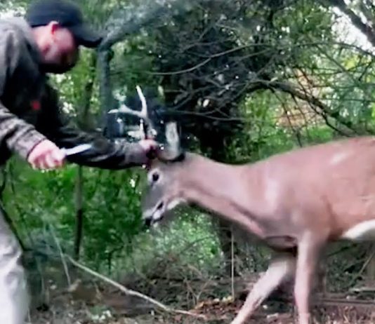 Brave Rescue of Stuck Buck