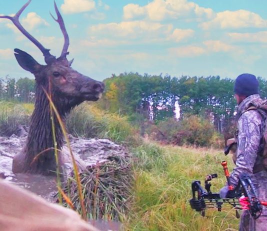 Hunters Drop Their Weapons to Help an Animal in Need