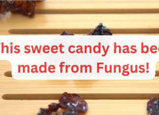 Candying Witches’ Butter: Fun Food From Fungi