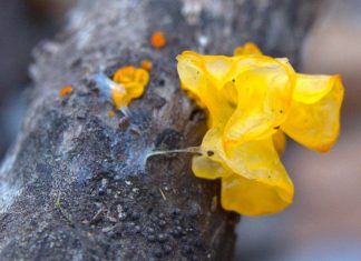 Witches’ Butter Identification Guide and Common Look-Alikes
