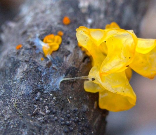 Witches’ Butter Identification Guide and Common Look-Alikes
