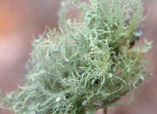 Usnea Lichen Identification Guide and Common Look-Alikes