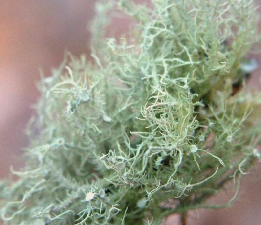 Usnea Lichen Identification Guide and Common Look-Alikes