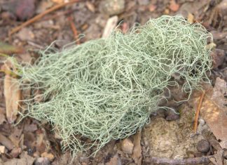 15 Astounding Usnea Benefits and Uses You Never Knew About