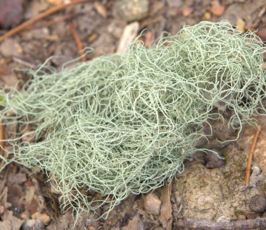 15 Astounding Usnea Benefits and Uses You Never Knew About