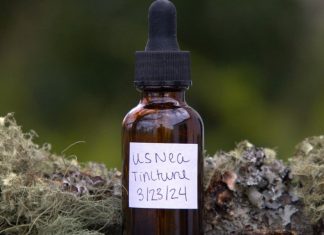 Making Usnea Tincture for a Healthy Homestead When SHTF