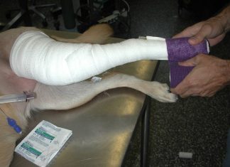 Bandaging and Splinting Injured Dogs