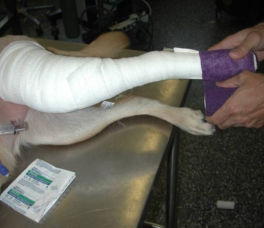 Bandaging and Splinting Injured Dogs