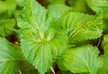 Top 10 Perilla Mint (Shiso) Uses And Benefits