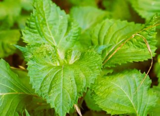 Top 10 Perilla Mint (Shiso) Uses And Benefits