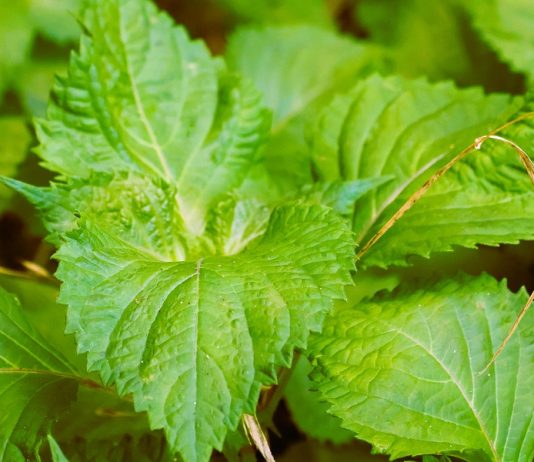 Top 10 Perilla Mint (Shiso) Uses And Benefits
