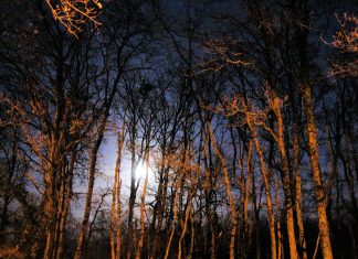 Your Tactical Training Scenario- Haunted Forest Shooting