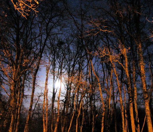 Your Tactical Training Scenario- Haunted Forest Shooting